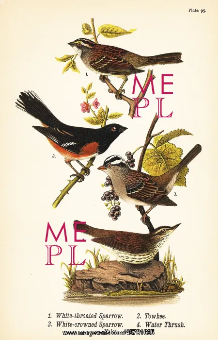 : Sparrows, towhee and waterthrush : Sparrows, towhee and waterthrush