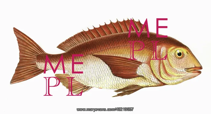 : Sparus aurata, or Gilt-Head Bream : Sparus aurata, or Gilt-Head Bream
