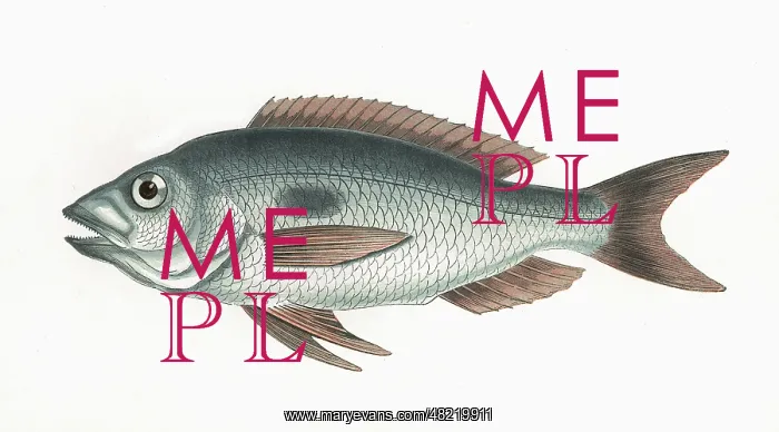 : Sparus maena, or Mendole : Sparus maena, or Mendole