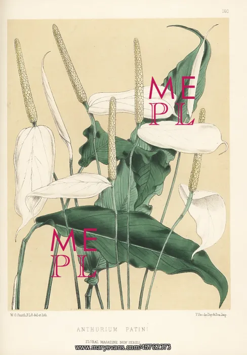 : Spath lily, Spathiphyllum patini : Spath lily, Spathiphyllum patini