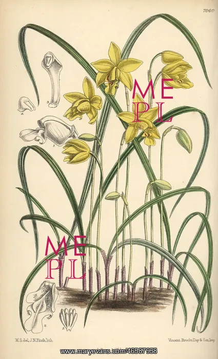: Spathoglottis ixioides, yellow orchid of the : Spathoglottis ixioides, yellow orchid of the