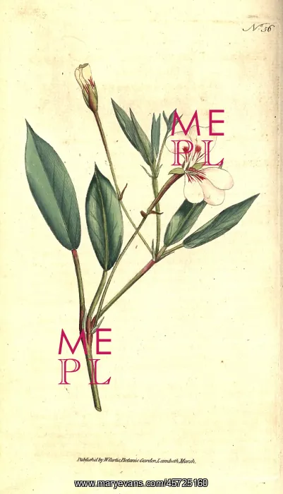 : Spear-leaved geranium, Geranium lanceolatum : Spear-leaved geranium, Geranium lanceolatum