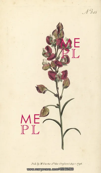 : Spear-leaved milkwort, Polygala bracteolata : Spear-leaved milkwort, Polygala bracteolata