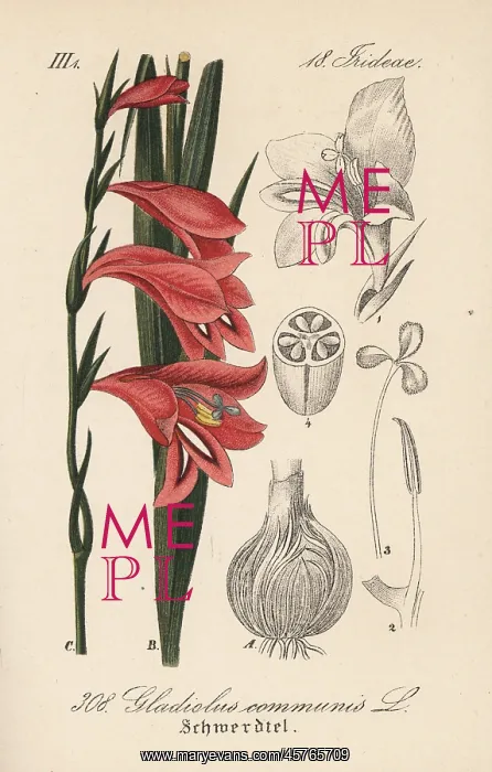 : Spear lily or gladiolus, Gladiolus communis : Spear lily or gladiolus, Gladiolus communis