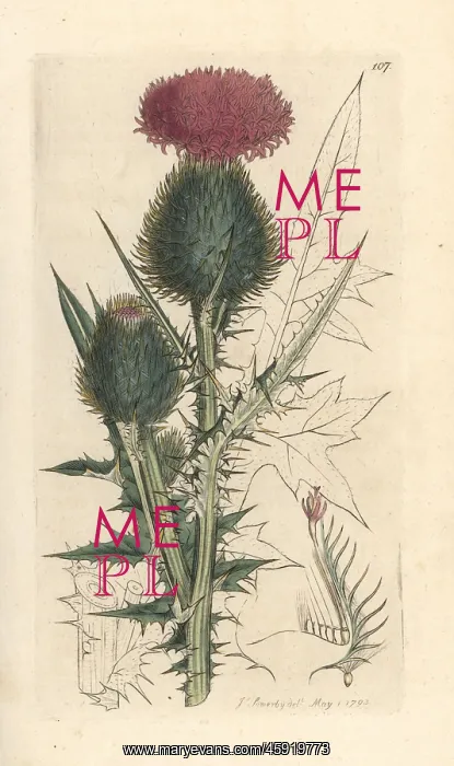 : Spear thistle, Cirsium vulgare : Spear thistle, Cirsium vulgare