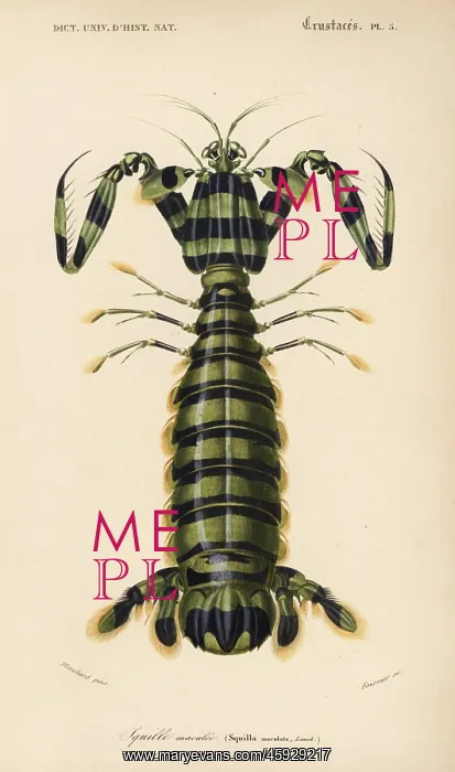 : Spearer mantis shrimp, Lysiosquillina maculata : Spearer mantis shrimp, Lysiosquillina maculata