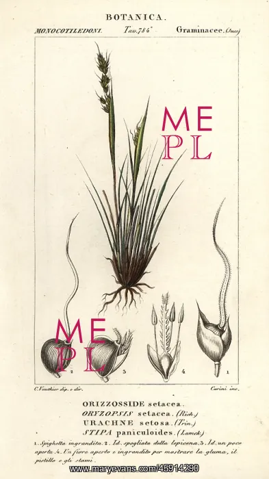 : Speargrass, Piptochaetium panicoides : Speargrass, Piptochaetium panicoides