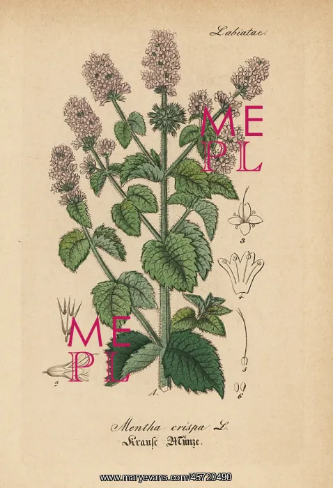 : Spearmint, Mentha spicata : Spearmint, Mentha spicata