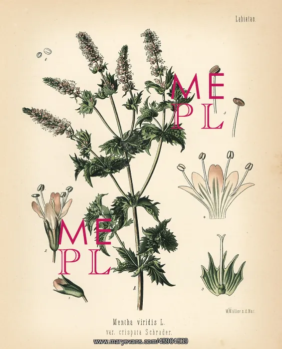 : Spearmint, Mentha spicata : Spearmint, Mentha spicata