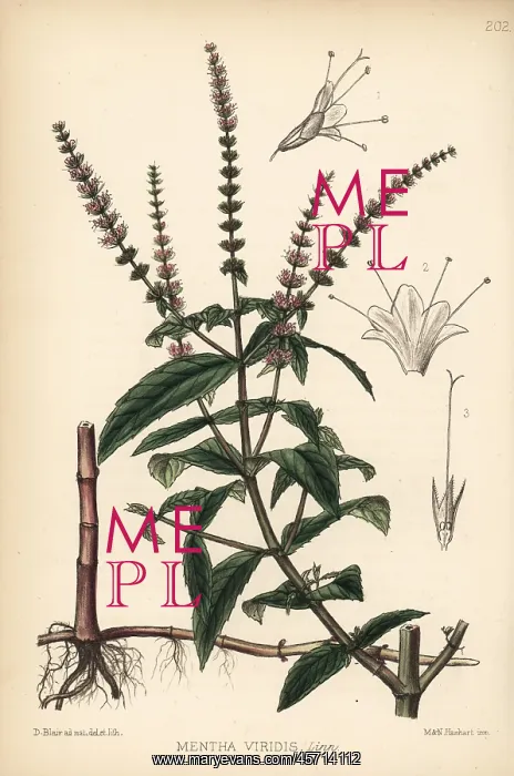  : Spearmint or spear mint, Mentha spicata