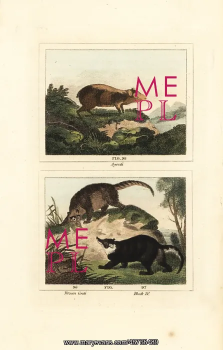 : Species of agouti and coati : Species of agouti and coati