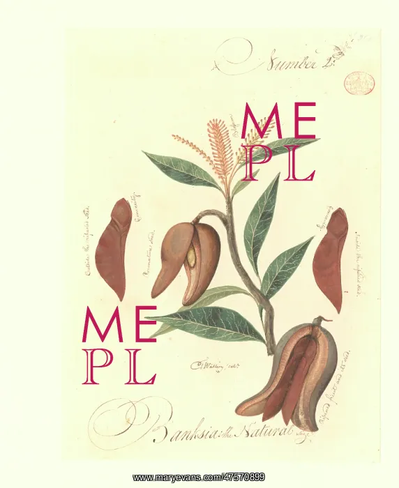 : A species of Banksia : A species of Banksia