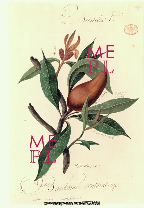 : A species of Banksia : A species of Banksia
