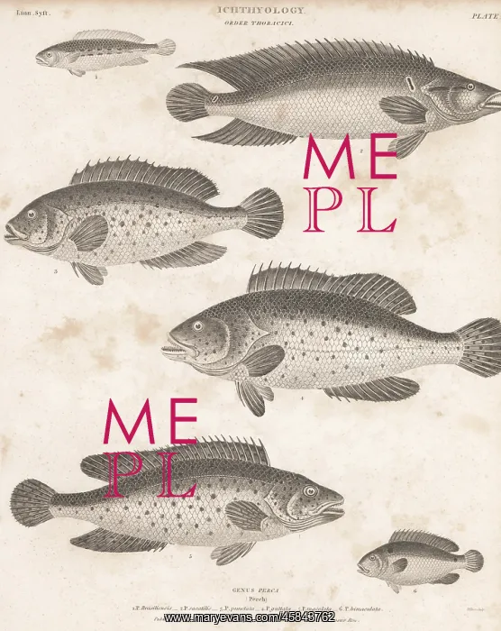 : Species of bass, hind, perch, etc : Species of bass, hind, perch, etc