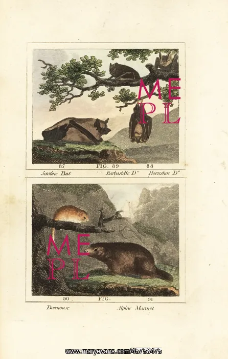 : Species of bat, dormouse and marmot : Species of bat, dormouse and marmot
