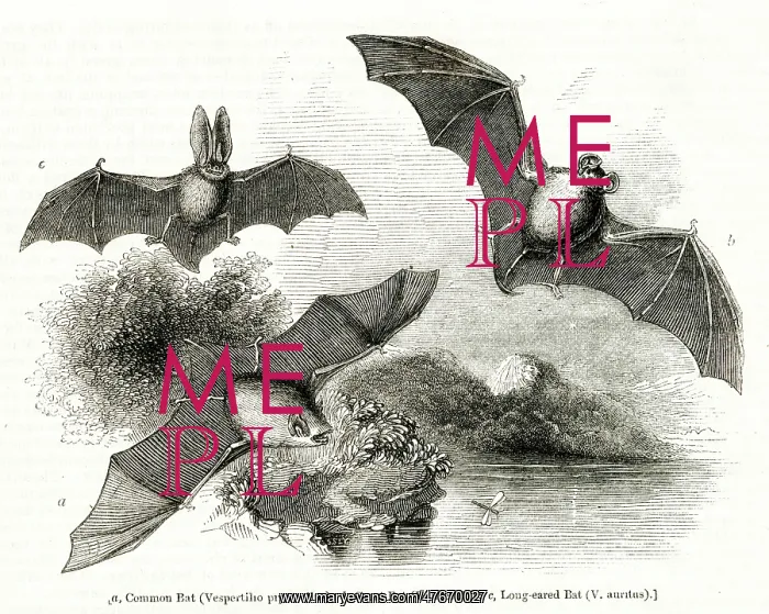 : Three species of bat in flight : Three species of bat in flight