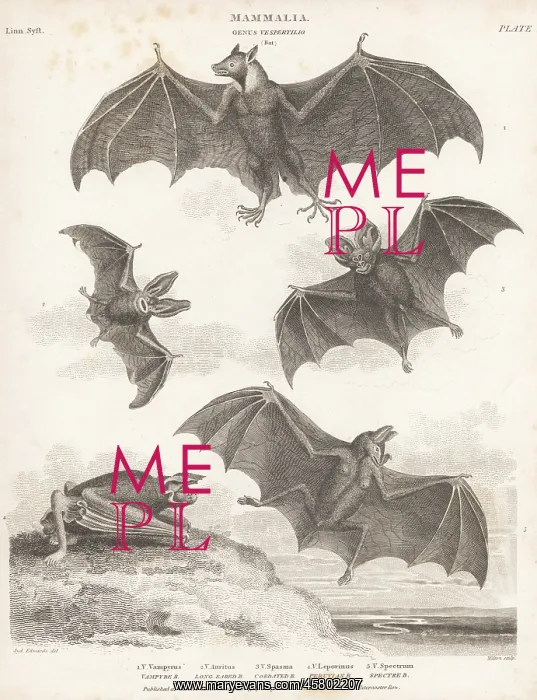 : Species of bats and flying fox : Species of bats and flying fox