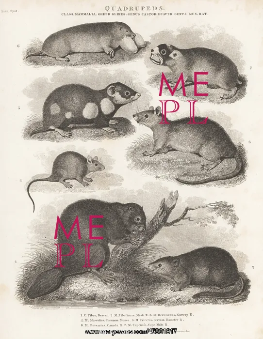 : Species of beaver, rat, mouse, hamster, etc : Species of beaver, rat, mouse, hamster, etc