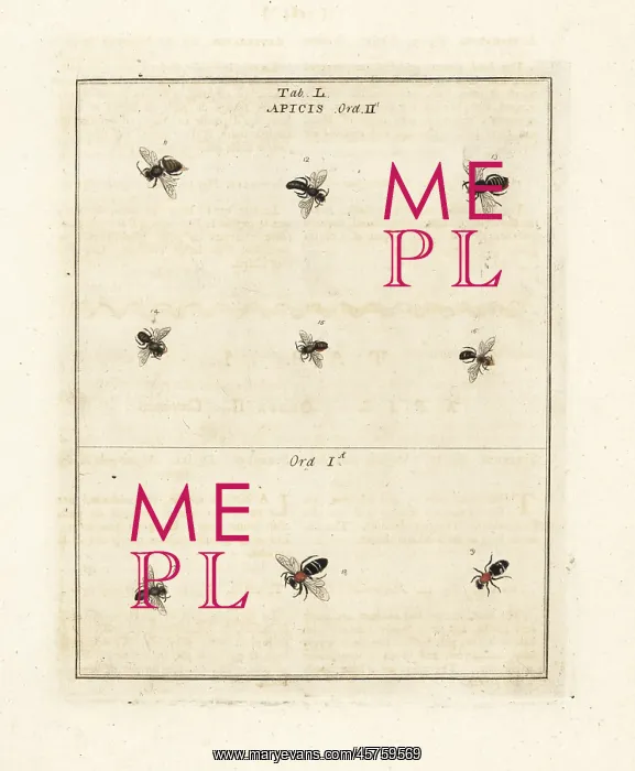 : Species of bees : Species of bees
