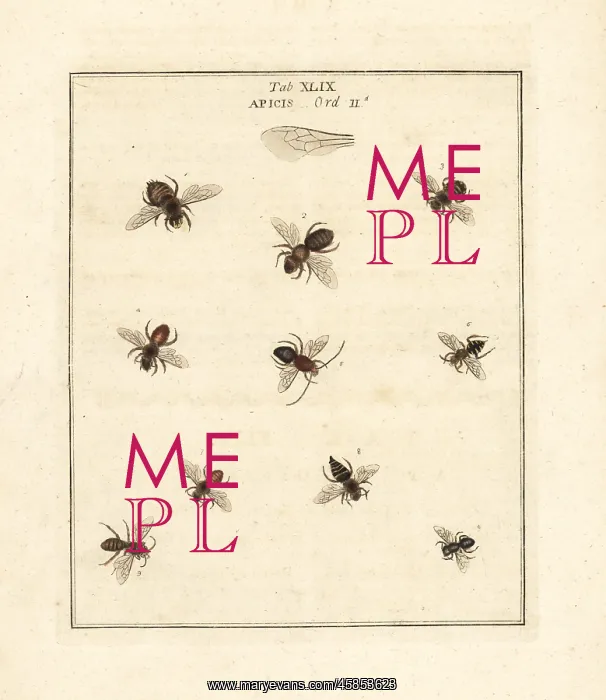 : Species of bees : Species of bees