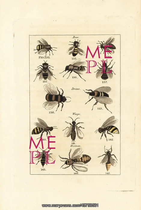 : Species of bees, drones, wasps and hornets : Species of bees, drones, wasps and hornets