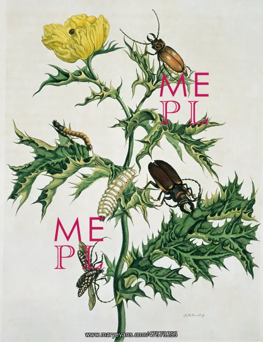  : Two species of beetle