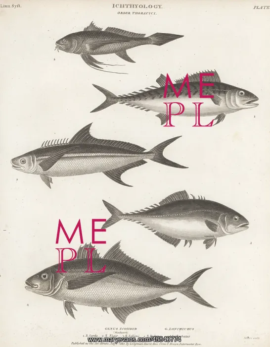 : Species of bonito, cobia, leatherjacket and croaker : Species of bonito, cobia, leatherjacket and croaker