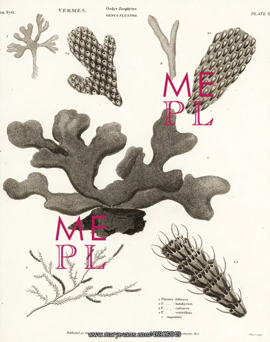: Species of Bryozoans: : Species of Bryozoans: