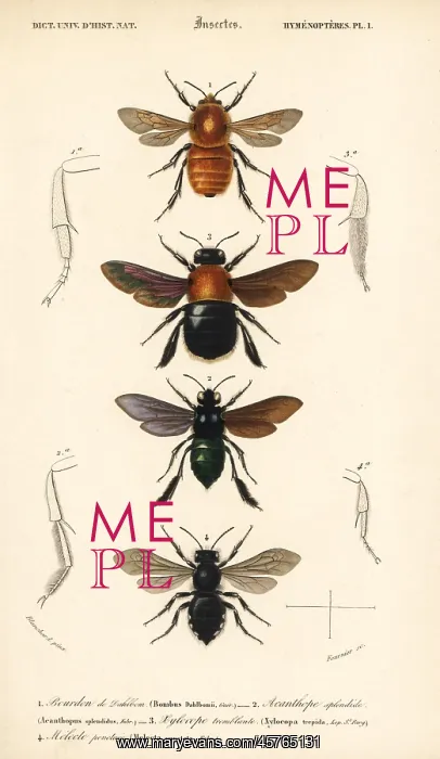 : Species of bumblebees : Species of bumblebees
