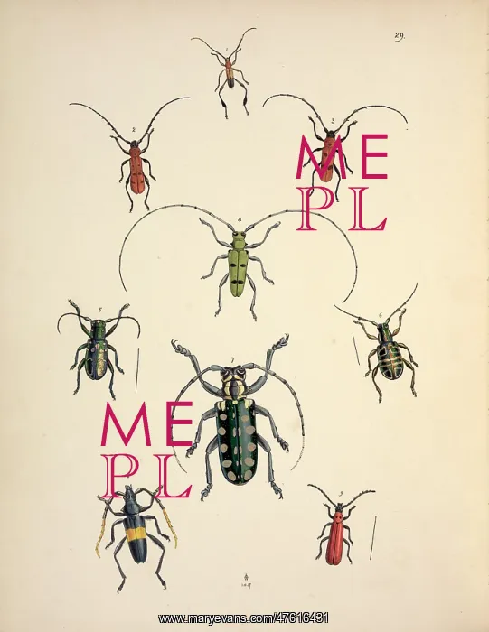 : Nine species of Cerambycid beetles : Nine species of Cerambycid beetles