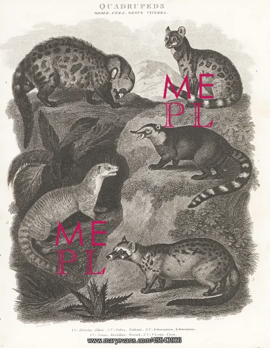 : Species of civet, mongoose, and coati : Species of civet, mongoose, and coati