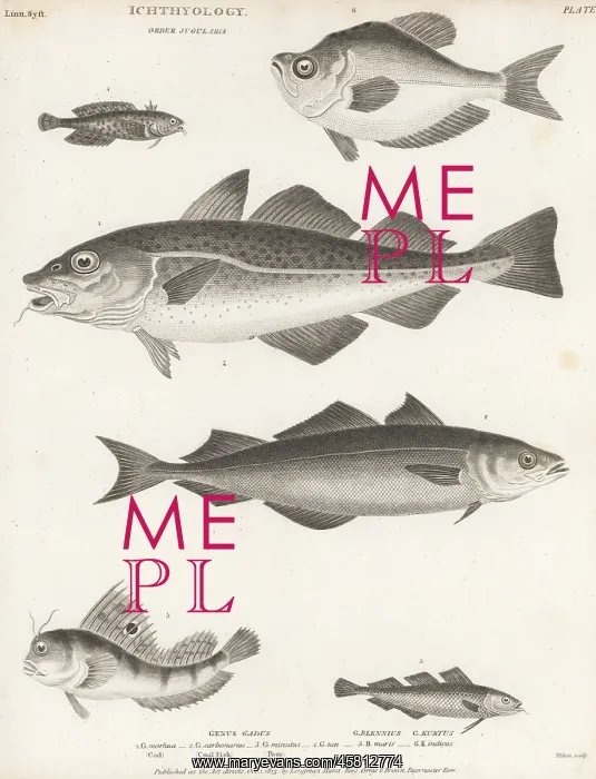 : Species of cod, saithe, blenny and humphead fish : Species of cod, saithe, blenny and humphead fish