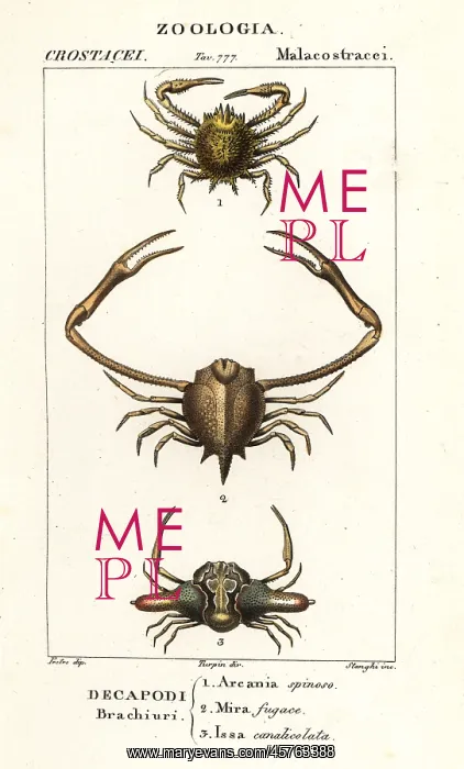 : Species of crab : Species of crab