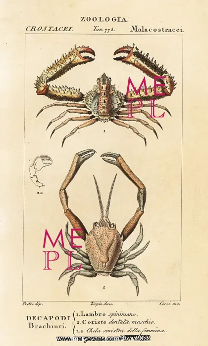 : Species of crab : Species of crab