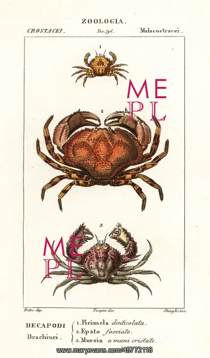 : Species of crab : Species of crab