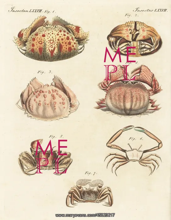 : Species of crabs : Species of crabs