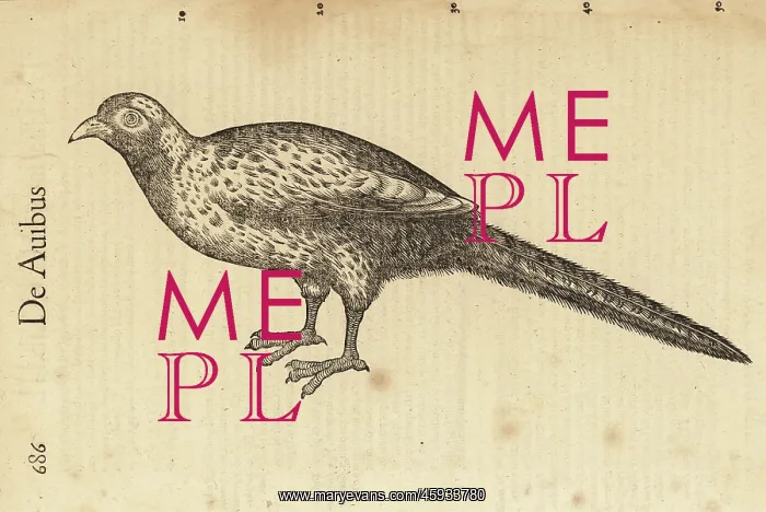 : Species of female pheasant, perhaps Phasianus colchicus : Species of female pheasant, perhaps Phasianus colchicus