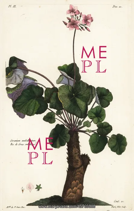 : Species of geranium, Geranium umbellicatum : Species of geranium, Geranium umbellicatum