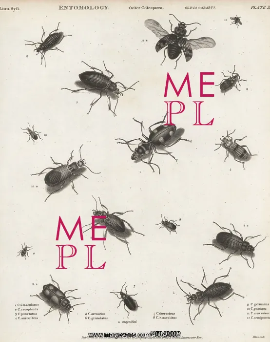 : Species of ground beetles : Species of ground beetles