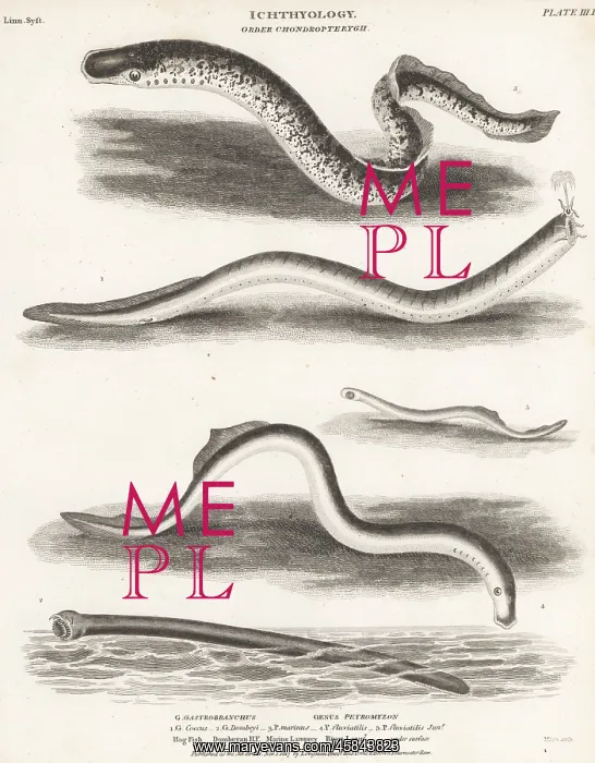 : Species of hagfish and lamprey : Species of hagfish and lamprey
