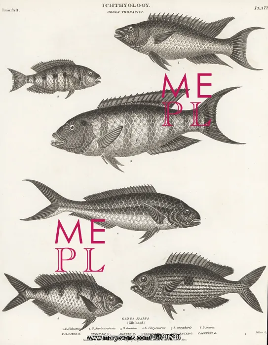 : Species of hogfish, eartheater, wrasse, snapper, etc : Species of hogfish, eartheater, wrasse, snapper, etc