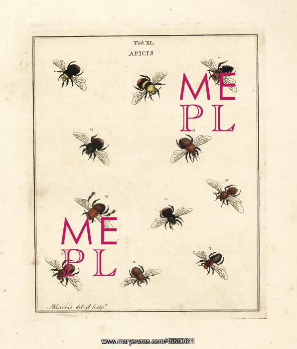 : Species of humble-bees, bumblebees and mining bees : Species of humble-bees, bumblebees and mining bees