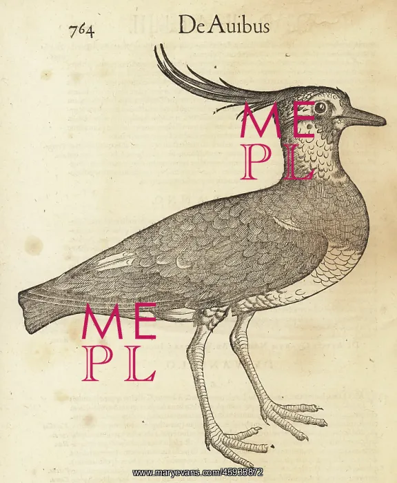 : Species of lapwing or peewit, possibly northern : Species of lapwing or peewit, possibly northern