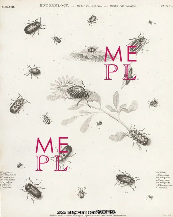 : Species of leaf beetles : Species of leaf beetles