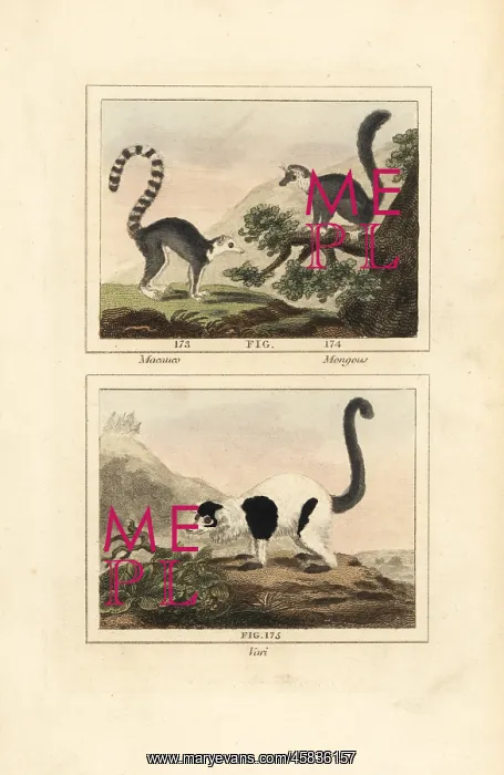 : Species of lemur : Species of lemur