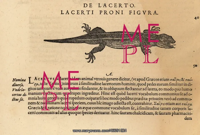 : Species of lizard : Species of lizard