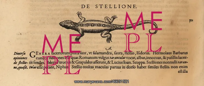 : Species of lizard, possibly the starred agama : Species of lizard, possibly the starred agama