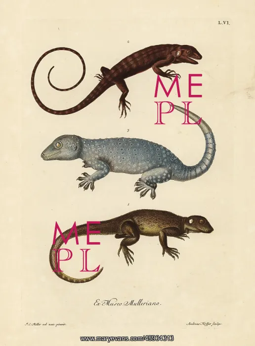 : Two species of lizards and a gecko : Two species of lizards and a gecko