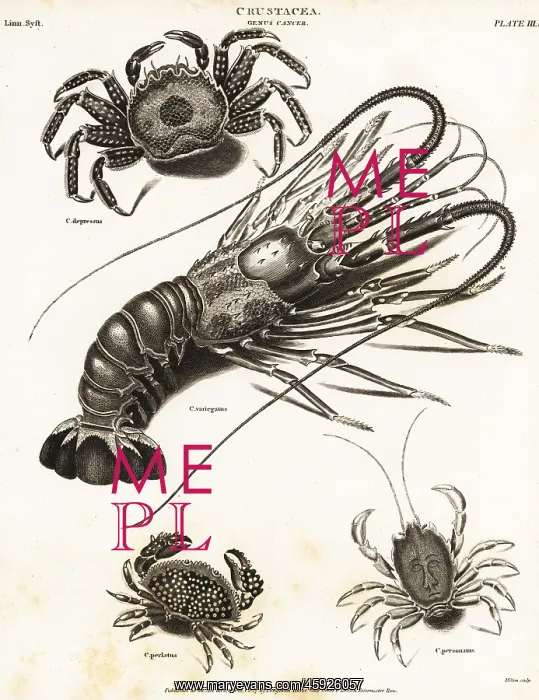 : Species of lobster and crabs : Species of lobster and crabs