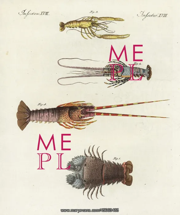 : Species of lobsters : Species of lobsters